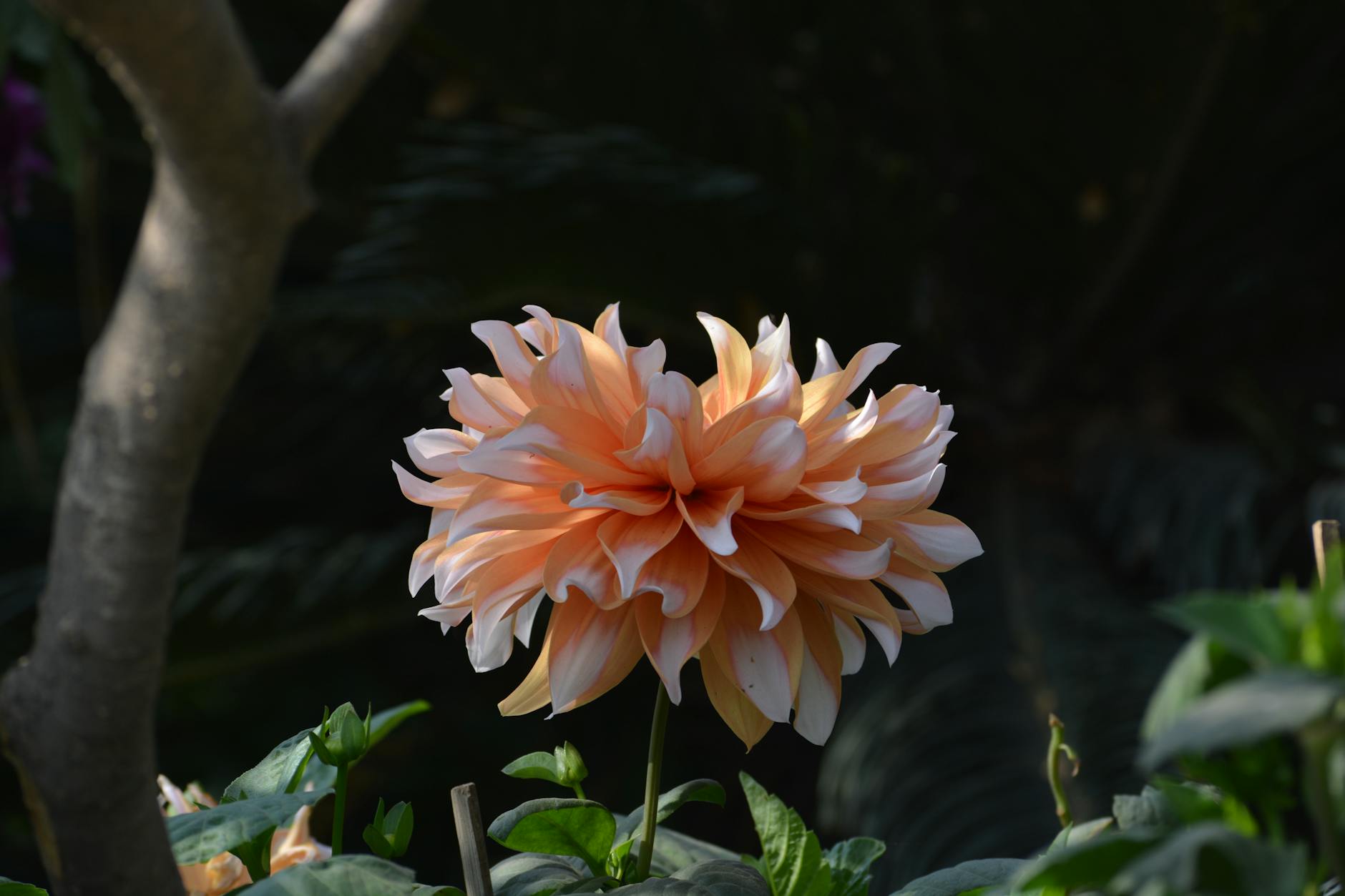 Utrzymanie Ogrodu w Zimie