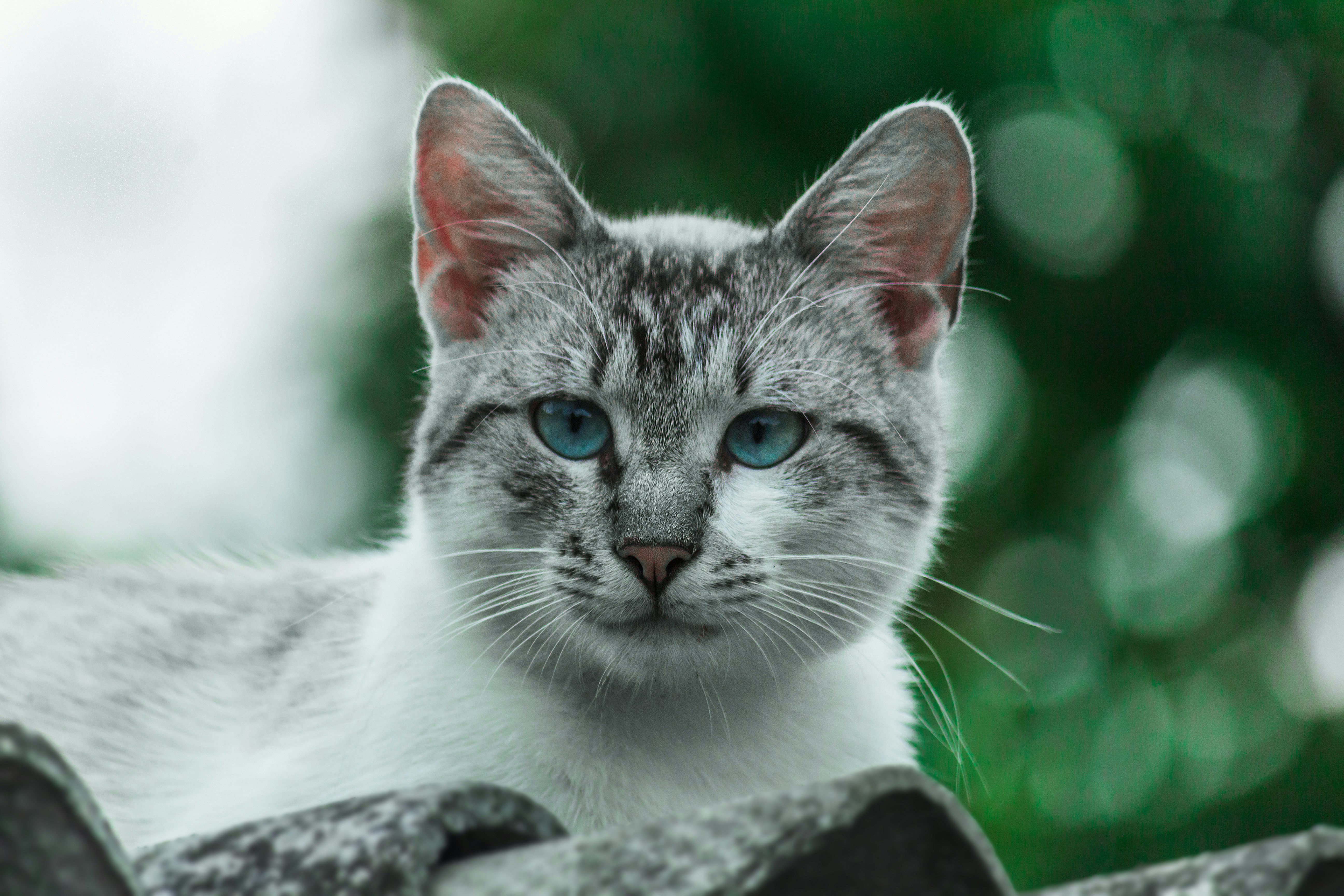 Naturalne suplementy dla zwierząt – czy są skuteczne?