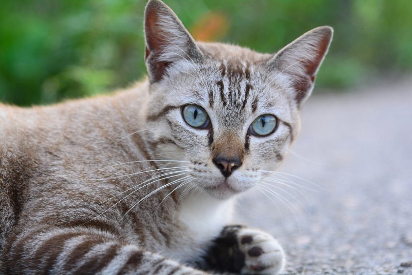 zdjęcie rasowego leżącego kota patrzącego do kamery