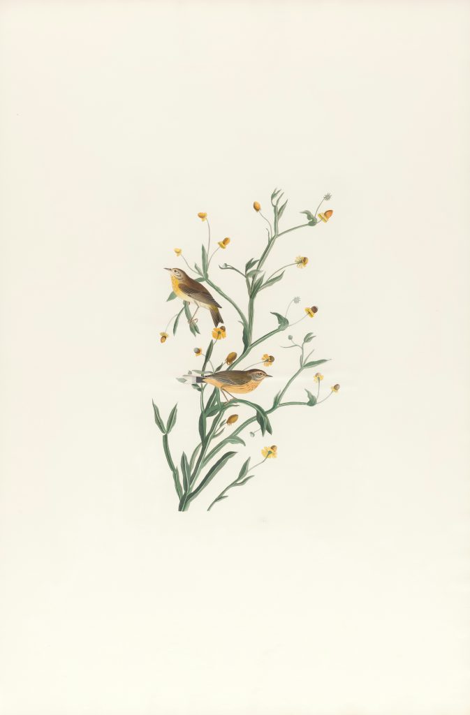 obraz przedstawia dwie małe ptaszyny siedzące na smukłej roślinie o zielonych łodygach i drobnych, żółtych kwiatach